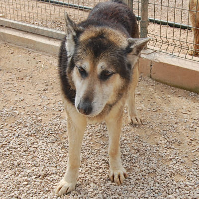 H�ndin im Tierheim Gandia