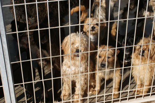 Hunde im Tierheim Gandia, Spanien