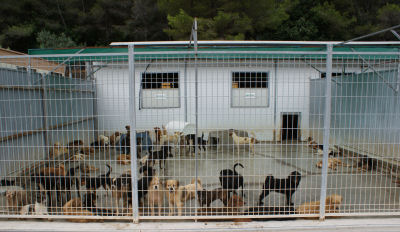 Tierheim Gandia, Costa Blanca, Costa de Valencia